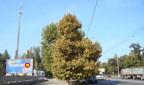 Фото рекламной плоскости по адресу пр.Героев Сталинграда - маг."Фокстрот", стБ